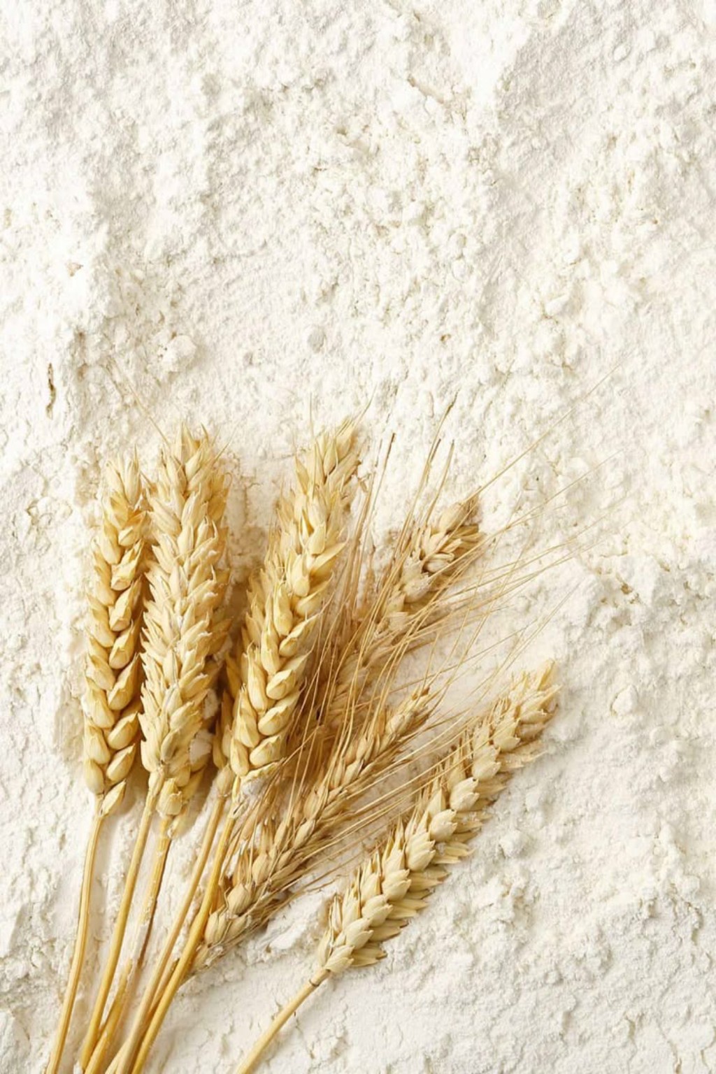 Fresh wheat flour at Bhardwaj Aata Chakki